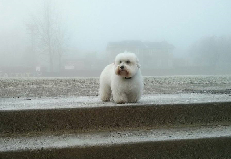 Fog3